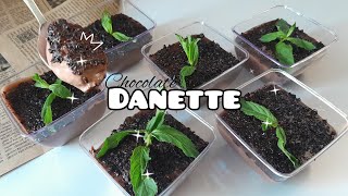 Chocolate Danette Recipe | How to make chocolate danette in few minutes | dessert recipes