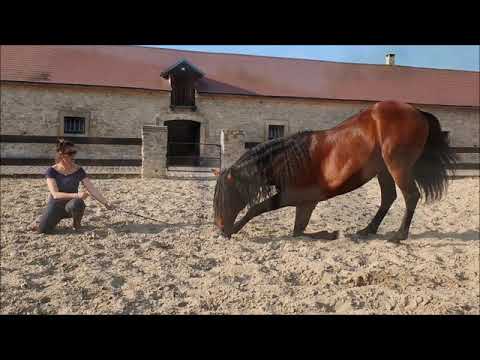 Wideo: Alter Real Horse Breed Hipoalergiczny, Zdrowy I Długowieczny