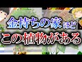 【ゆっくり解説】置くだけで金運が爆上げになる最強の観葉植物12選