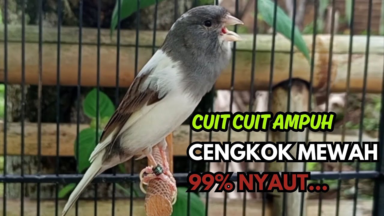 KENARI GACOR  Cuit CUIT BIRAHI SUARA Kenari MASTERAN TERBAIK UNTUK PANCINGAN & MASTERAN Kenari PAUD