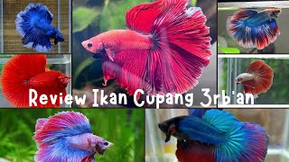 Halfmoon Betta Fish Priced at 3 Thousand Rupiah on the Marketplace – Cheap But Cool!