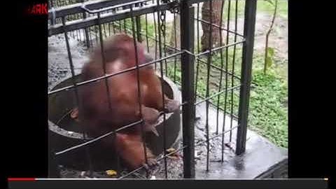 Ghetto monkey eats bananas(Voiceover-HILARIOUS)