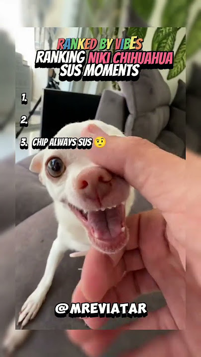 Top 3 Niki Chihuahua SUS Moments 💀💀 #nikichihuahua #mreviatar #shorts