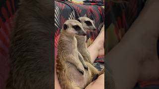 Ну очень удобно 😂 #сурикат #животные #meerkat
