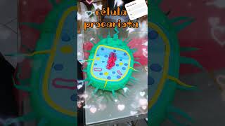 Fácil de hacer una célula Procariota #manualidades #creatividad #creative #hechoamano #amor
