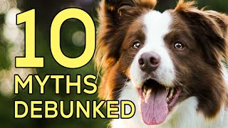 10 Border Collie Myths Debunked by Victor Van Buren 36 views 4 months ago 2 minutes, 5 seconds