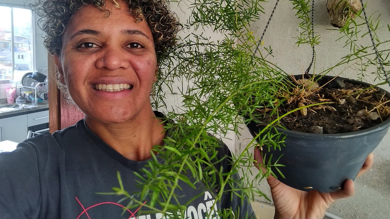 Meu Aspargo Alfinete estava Morrendo. Veja Como Recuperei. Como cuidar, adubar, fazer Mudas.