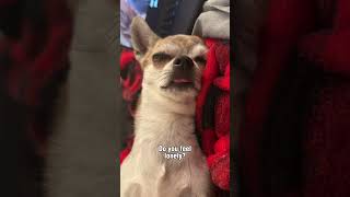 Chihuahua advice #che_dog #cutedogs #chihuahua #dogjokes