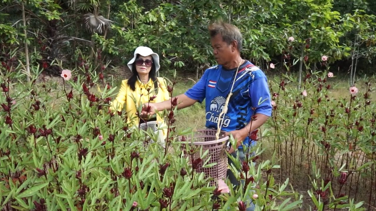 ชาวบ้านรวมกลุ่มปลูกต้นกระเจี๊ยบขายส่งโรงงาน รายได้ดี