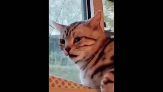 try not to laugh or grin while watching funny animals compilation 23
