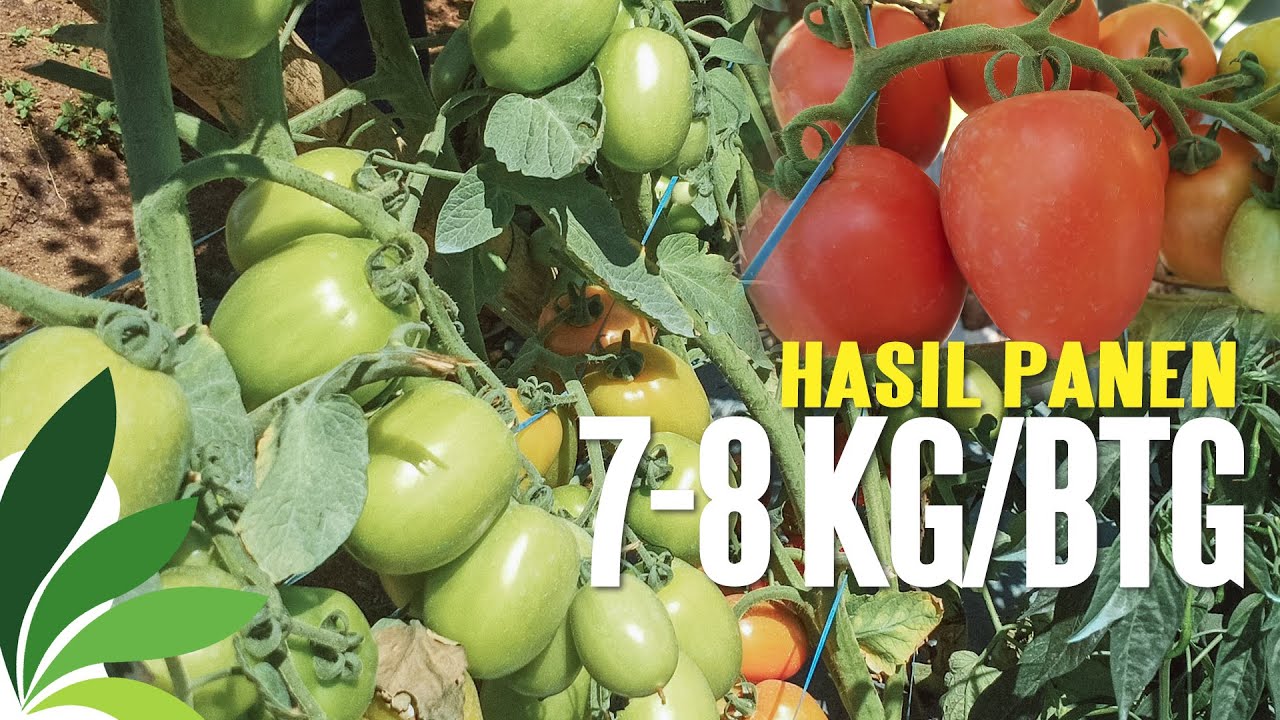 TOMAT MARVEL TUMPANG SARI CABE MAHMA | Manogi Situmorang