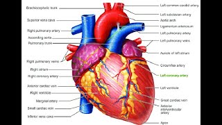 modeling heart rate and lungvolume  using simulink.