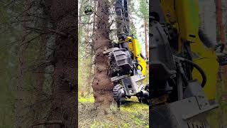 Silent forest. One precise cut. 🌲🔊 #forestry #logging #asmr #johndeere #satisfyingvideo