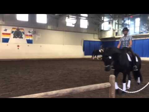 Inga A 4 Yr Old Black Mare By Earl A Son Of Escudo