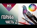 ГОЛУБЬ 👍✔ Как нарисовать птицу цветными карандашами (часть 2) / HowToDraw a pigeon