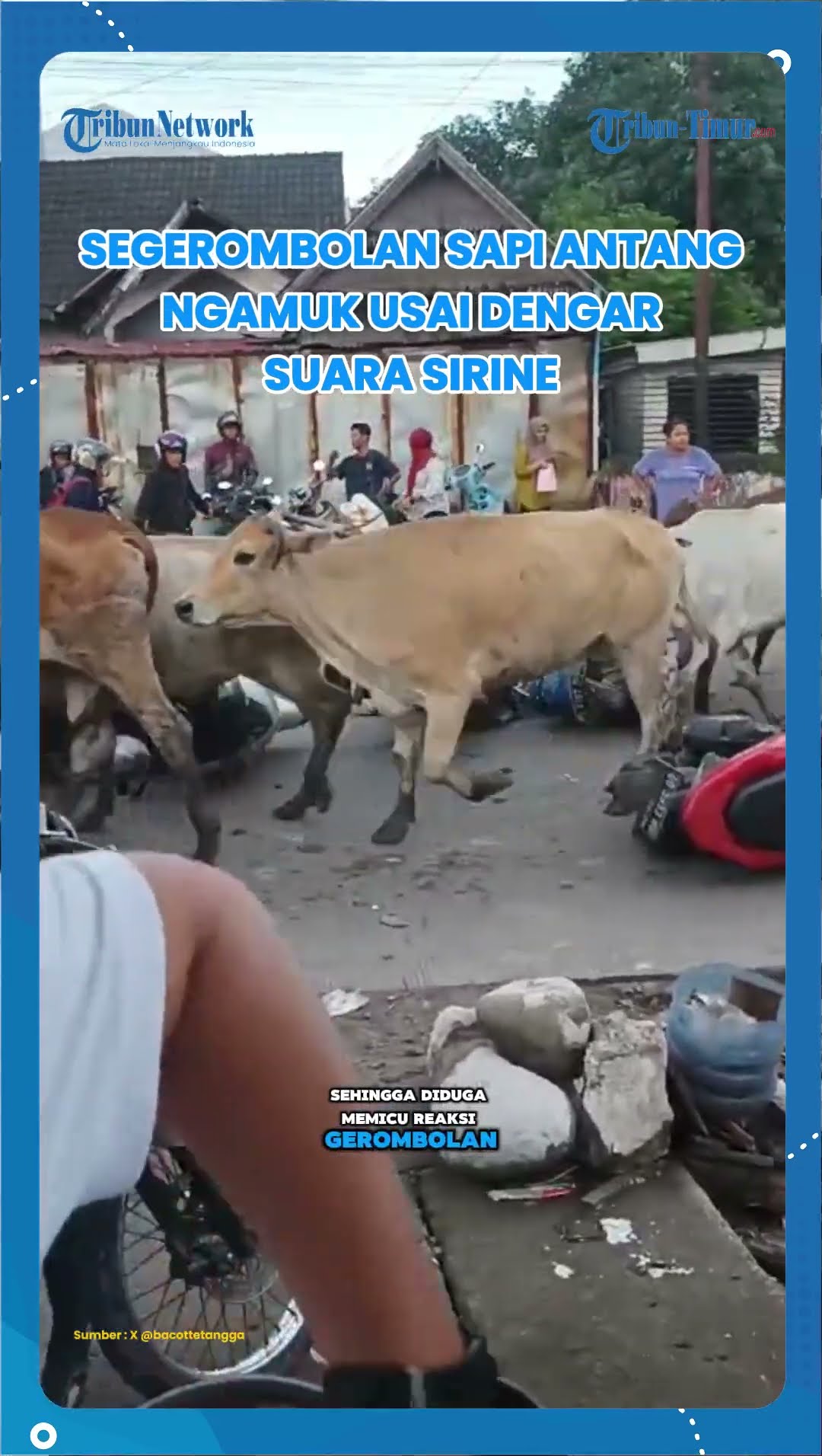 Segerombolan Sapi Antang Ngamuk Usai Dengar Suara Sirine