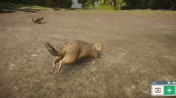 Planet Zoo ASMR - European ground squirrel
