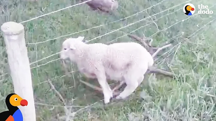 Motorcyclist Rescues Sheep Stuck in Fence | The Dodo - DayDayNews