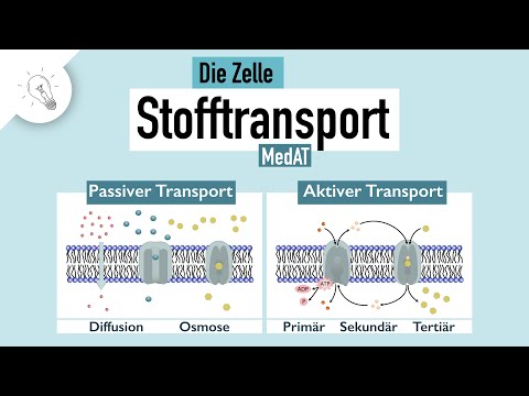 Video: Wie hängt die Diffusion mit dem passiven Transport zusammen?