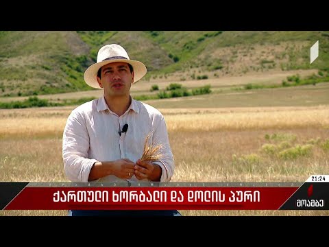 ქართული ხორბალი და დოლის პური