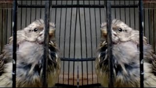 Paud Blackhtroat