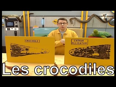 Vidéo: Différence Entre Caïman Et Alligator