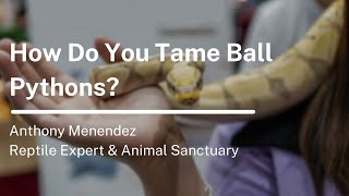 How Do You Tame Ball Pythons? Profile