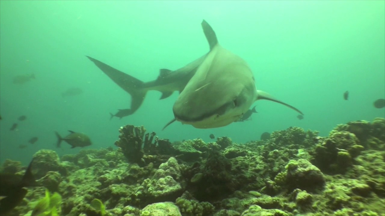 Requins Tigre 2011 2012 Partie 5 sur 6 - YouTube