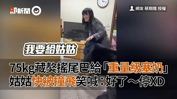 75kg藏獒搖尾巴「重量級塞奶」姑姑快被撞飛笑喊：停｜寵物｜狗｜撒嬌 - 天天要聞