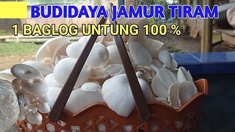 Budidaya Jamur Tiram Mulai dari Nol : Panen Setiap Hari, Untung Berkali-kali