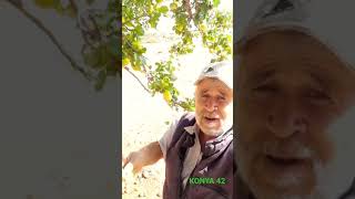 Ham Meyveyi Kopardılar Dalından