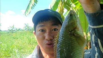 Câu Cá Rô Mề, Điêu Hồng, Rô Phi Sát Sông Lớn l Dân Quê 66.