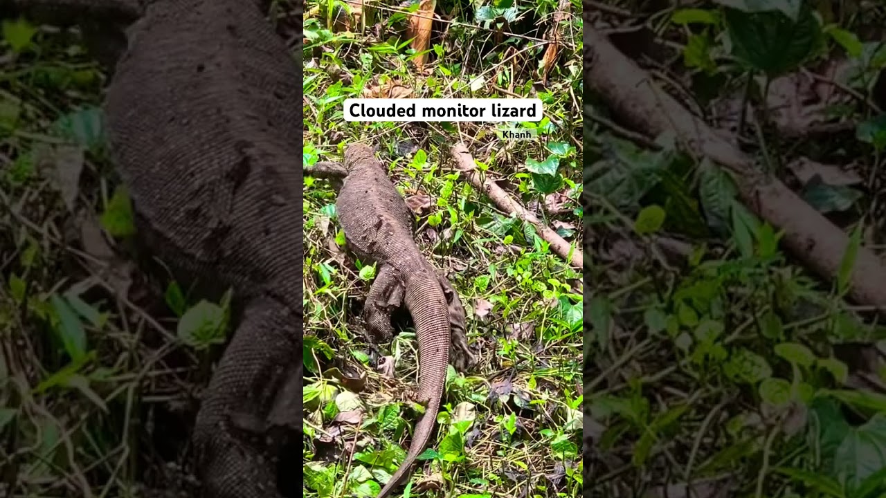 Great Lizard moving at south east Asia jungle #lizard #wildlife #shorts