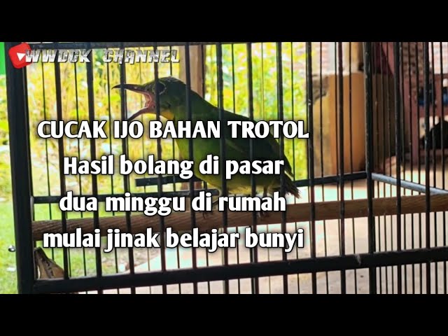 CUCAK IJO Bahan trotol hasil bolang di pasar, 2 minggu di rumah mulai jinak belajar bunyi class=