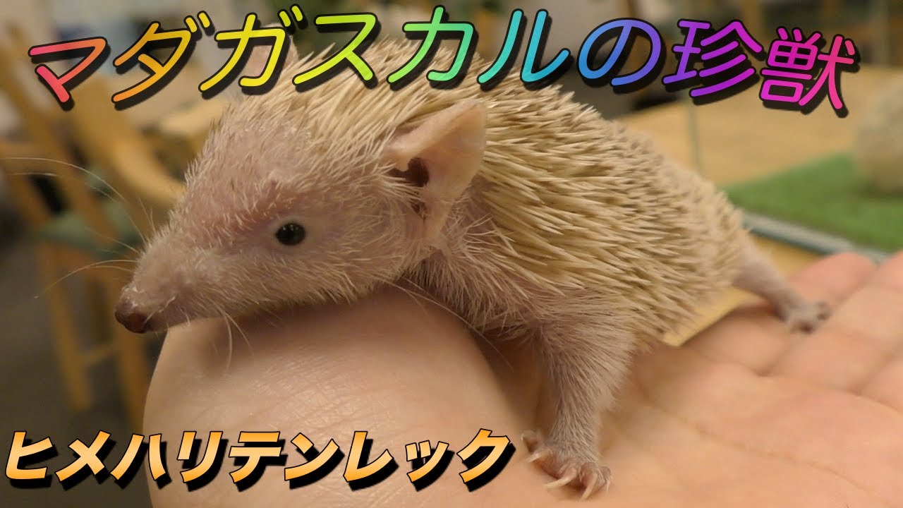 珍しい動物 ヒメハリテンレックの生態 この可愛い小動物はハリネズミではありません Lesser Hedgehog Tenrec Youtube