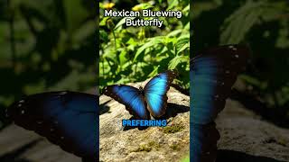 Mexican Bluewing Butterfly – Stunning AI Macro Art in 4K | #MexicanBluewing  #aigeneratedvisuals