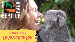 ELSA THE KOALA LOVES CUDDLES! | The Australian Reptile Park