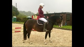 Cookie - Super Welsh Sec C Mare