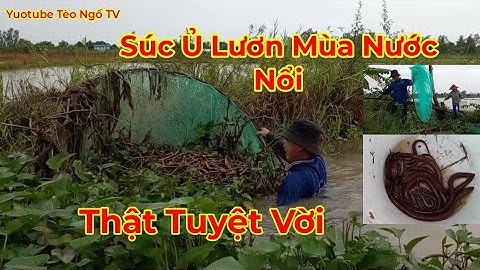 Cách Súc Ủ Lươn Mùa Nước Nổi/Thật Tuyệt Vời/Tèo Ngố TV. #147.