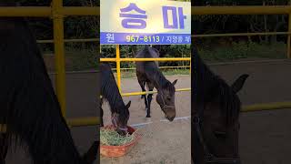 ✅️HORSES: SOUTH KOREA : FEEDING TIME : EXPERIENCE PUBLIC VIEWING #horse #horseriding #love #korea