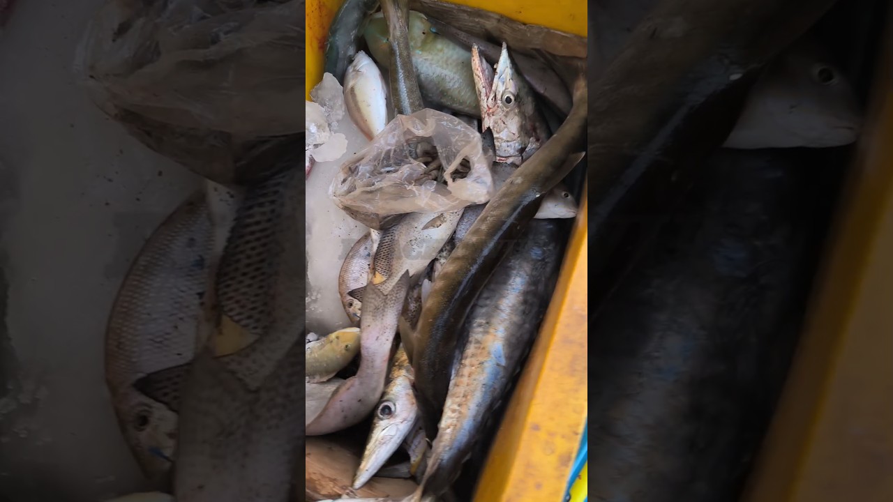 Hasil Mancing: #mancingmania #hasilmancing #macing #shorts - YouTube