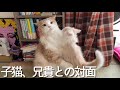 おてんば子猫が先住猫の兄貴と初対面した結果【ぽしゃっけ、】