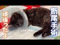 断尾手術をがんばった保護猫ちゃんの術前の状態や現在の様子、そして少しお話