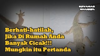 Jika Di Rumah Anda Banyak Cicak!!! Mungkin itu Pertanda