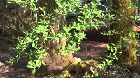 I Am That 9 Nisargadatta - Responses of Memory