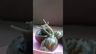 Village Snail/Slug #shorts #animals #foryou