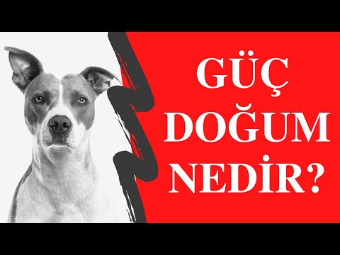 Video: Köpeklerde Vestibulitis