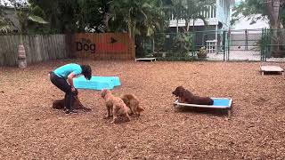 Ruby | Irish Setter | Foundation of Obedience by The Doghouse LLC 108 views 1 month ago 9 minutes, 2 seconds