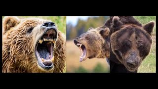 3 Bear Attacks That Will Make You Buy A Gun