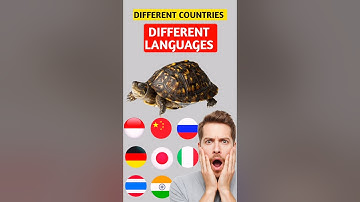 Turtles from 8 Countries 🌍 | Which One’s Your Favorite? #shorts
